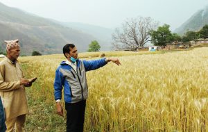 A researcher and a farmer observe the newly released biofortified wheat varieties in the mid- to high-hills in Nepal.