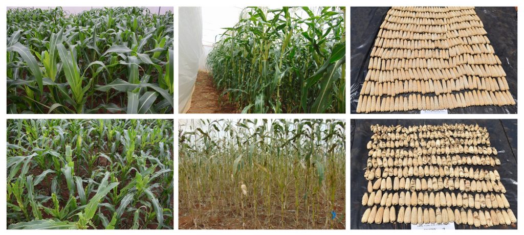 The new hybrids (top) responded well to artificial fall armyworm infestation, compared to commercial varieties included as checks in the study (bottom).