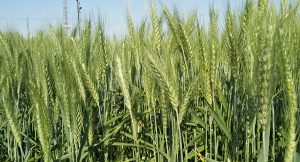 Biofortified bread wheat variety Bheri-Ganga at the Khumaltar research station in Nepal.