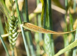 Wheat leaf rust symptoms in the field. The fungus, Puccinia triticina, forms small reddish-orange pustules or uredinia, which rupture the upper surface of the leaf blade as the spores mature.