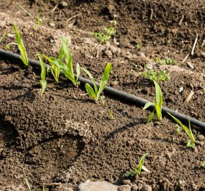 Maize experimental plot with drip irrigation.