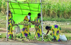 Women from a farmer producer group sell green cobs by the national highway next to their maize farm.